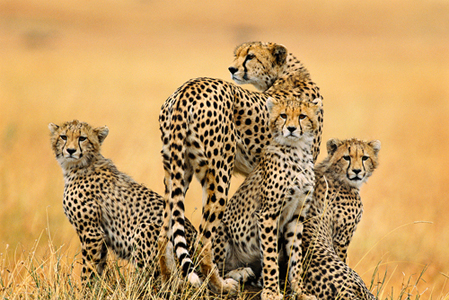 Cheetahs photo by Jim Mahoney