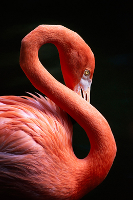 Flamingo photo by Jim Mahoney