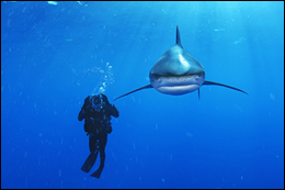 Brian Skerry shark photo